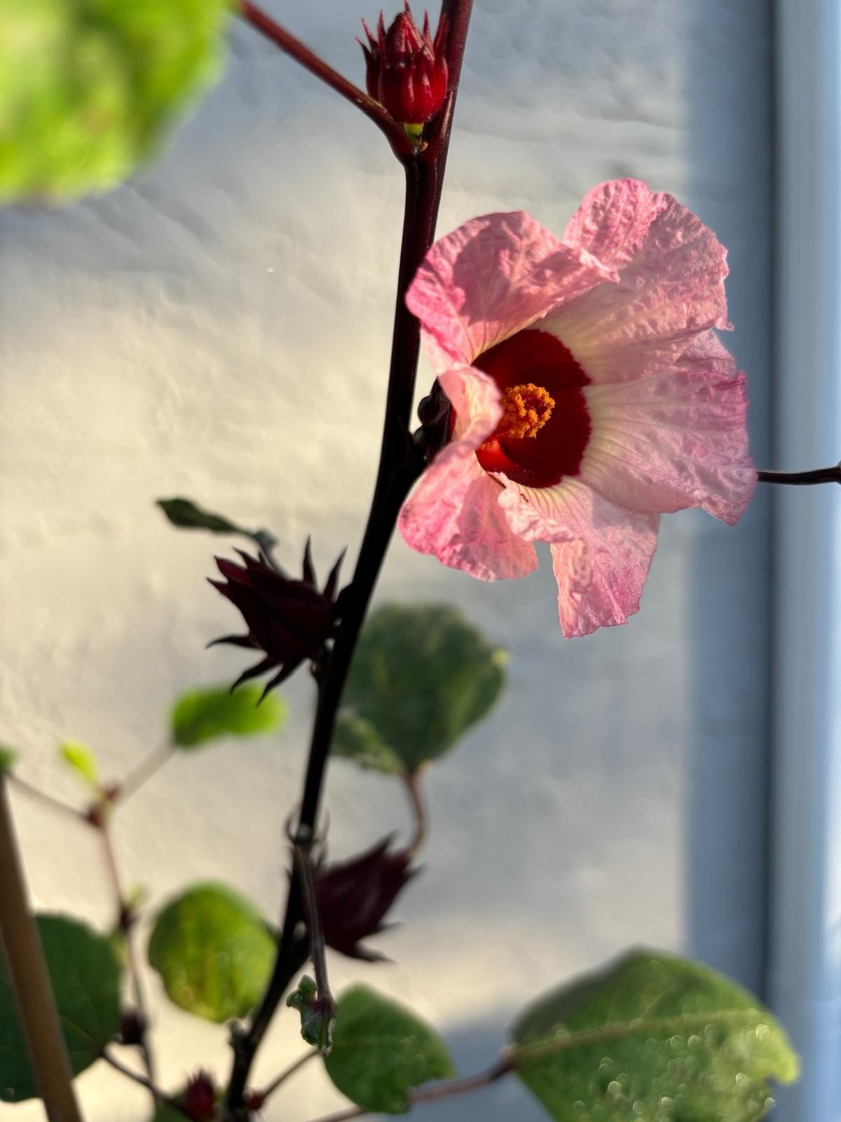 Roselle Hibiscus Seeds Red Sorrell Florida Cranberry Jamaican Tea – 15 Seeds