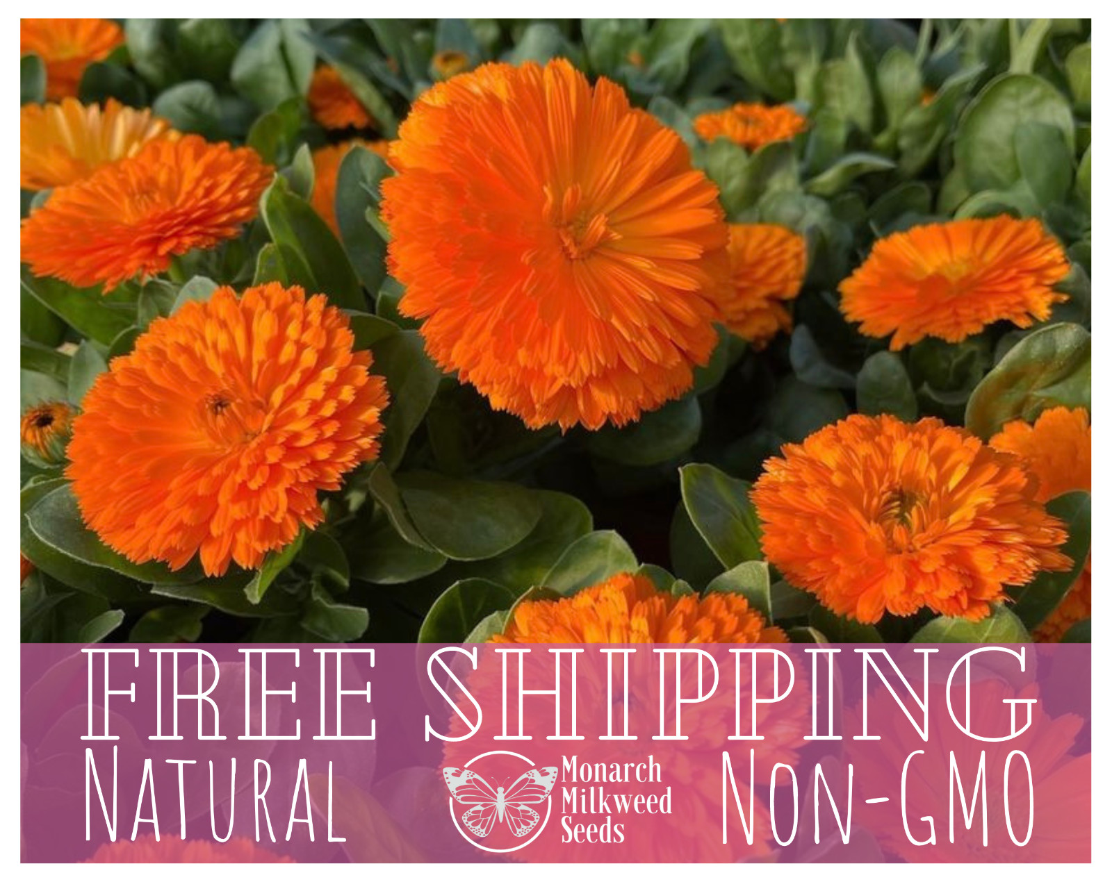 300+ Orange Calendula Seeds | Flower Gardening for Pollinator Bees & Butterflies