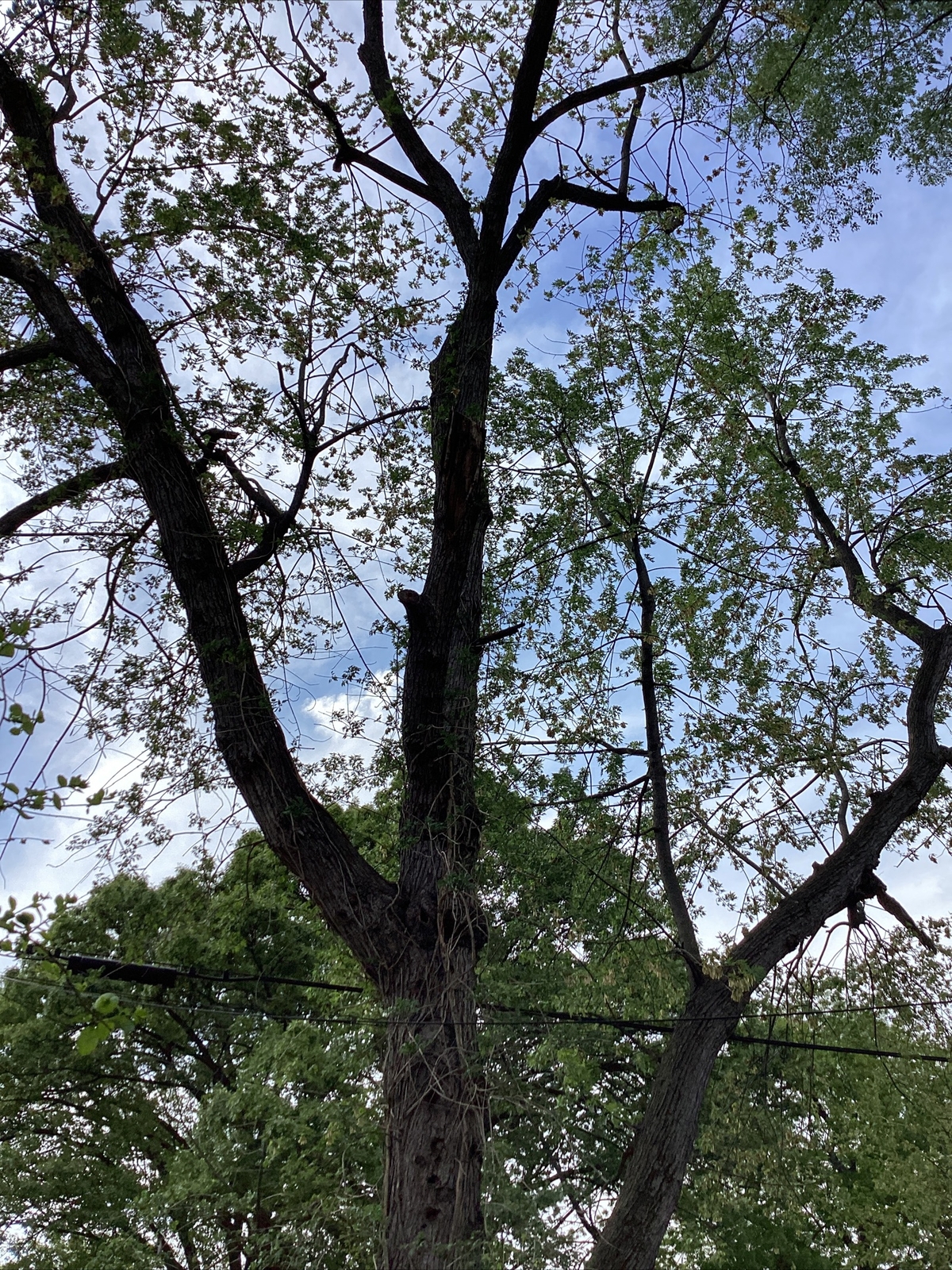 Lot Of Seeds Seads Propellers Maple Tree From My Yard Northeast Massachusetts Ma