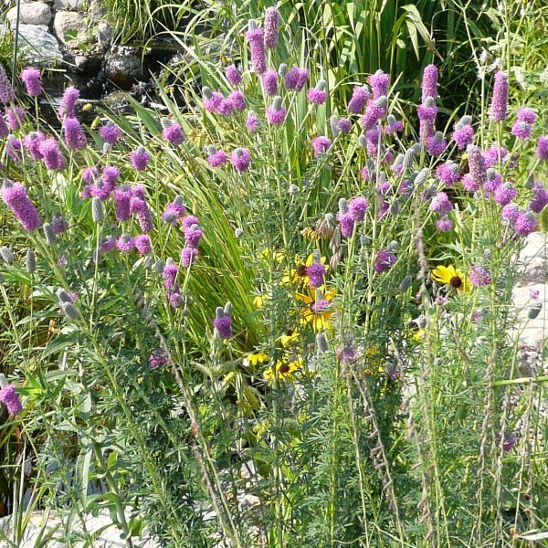 501+PURPLE PRAIRIE CLOVER Seeds Wildflower Nitrogen Fixing Drought Heat Cold