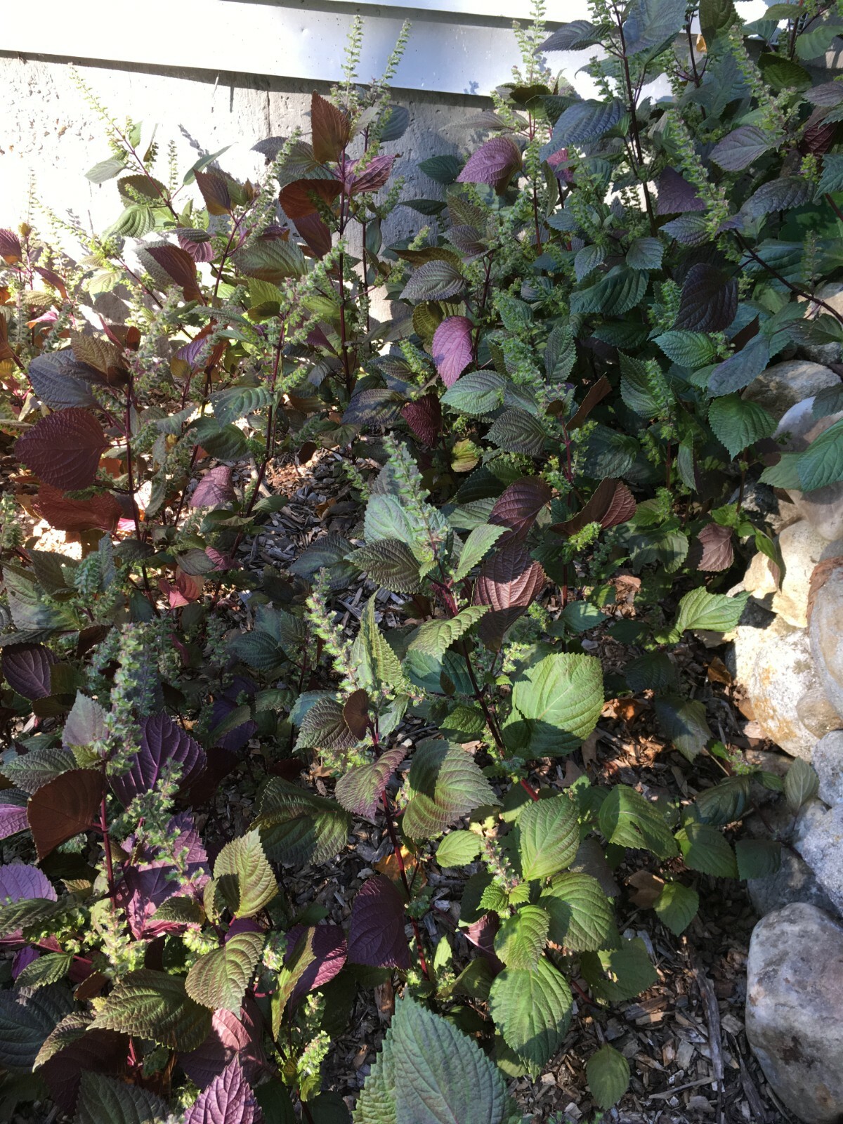 Beefsteak (Perilla Frutescens) 50 Seeds