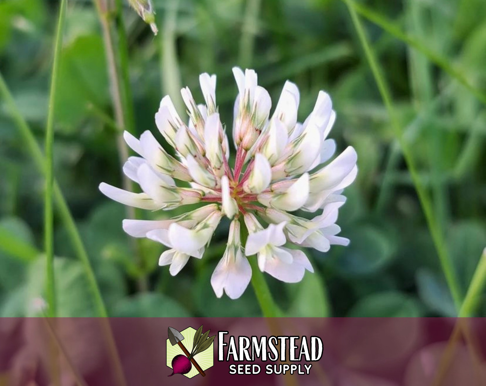 15,500+ Ladino Clover Seeds | Flower Gardening, Lawn Alternative, Microclover