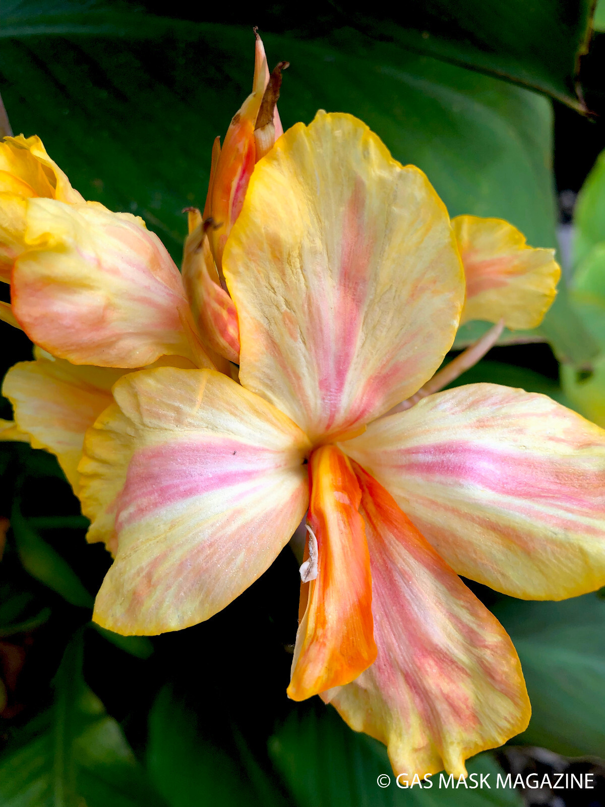 Canna Lily Rhizome, Angel (Gas Mask Exclusive). (Gold, Pink, Orange Flower.)