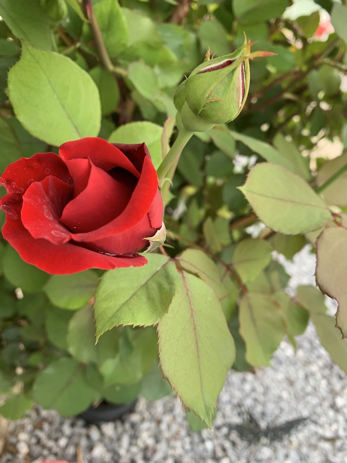 Mix Rose Seeds | Rosa , Perennial – 5 seeds, Rare – Free Shipping – USA Seller