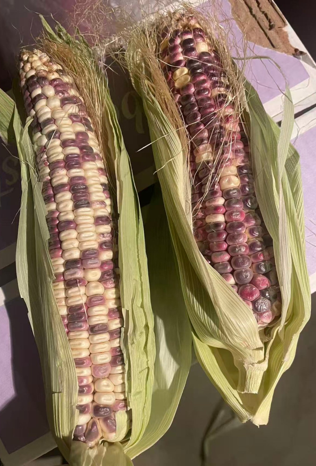 Organic Sweet Sticky Waxy Mixed Variety Glutinous Corn Non-GMO 糯玉米