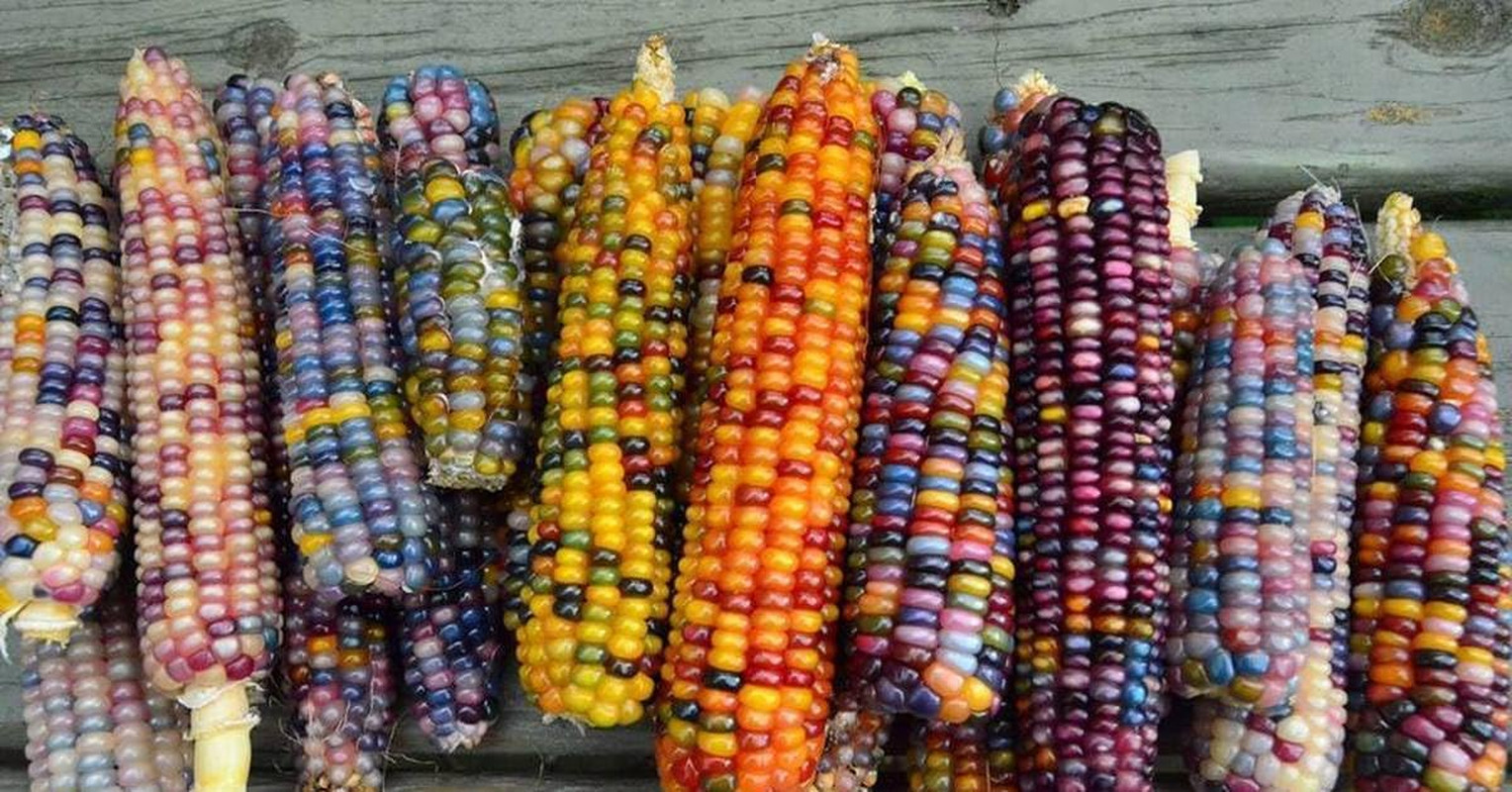 Seeds Corn Multicolor Montana Sweet Purple Yellow Red Garden Heirloom Vegetable