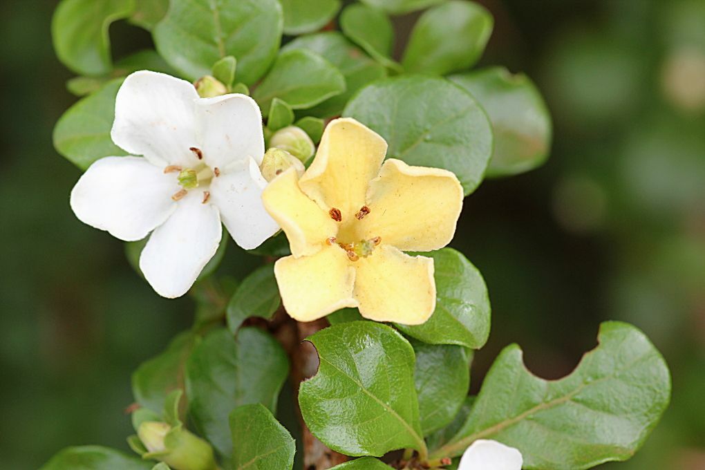 Catunaregam spinosa SPINY GARDENIA Seeds!