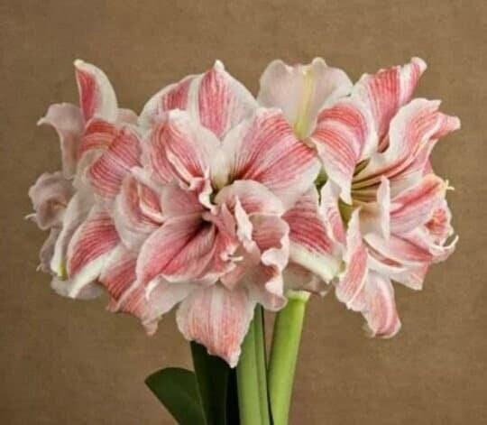 Large Amaryllis FIRST LOVE 24/26 centimeters – United States Seller