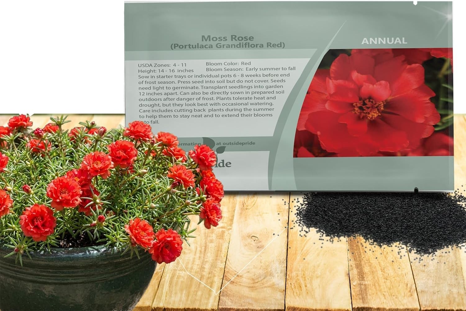 Vibrant Red Moss Rose Flower Seeds – 5000 Pcs, Easy to Grow & Drought Resistant