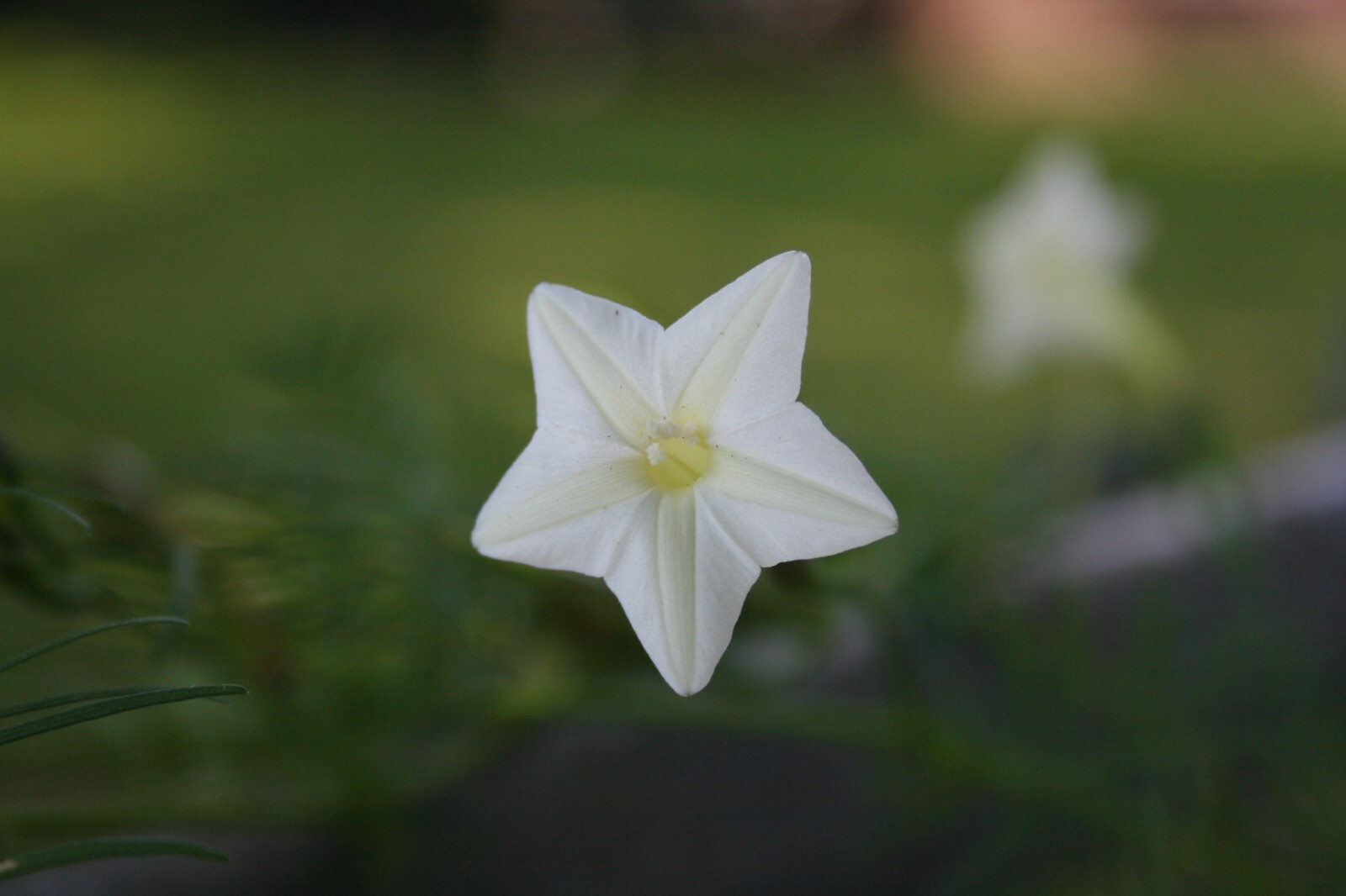 Red AND White Cardinal Vine Seeds, 25+ Each, 50+,Cypress (Ipomoea) Spring Sale!