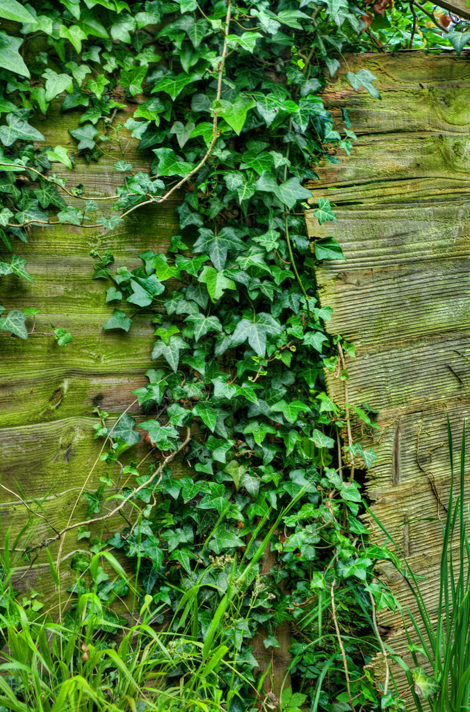 English Ivy (Hedera helix), 10 seeds