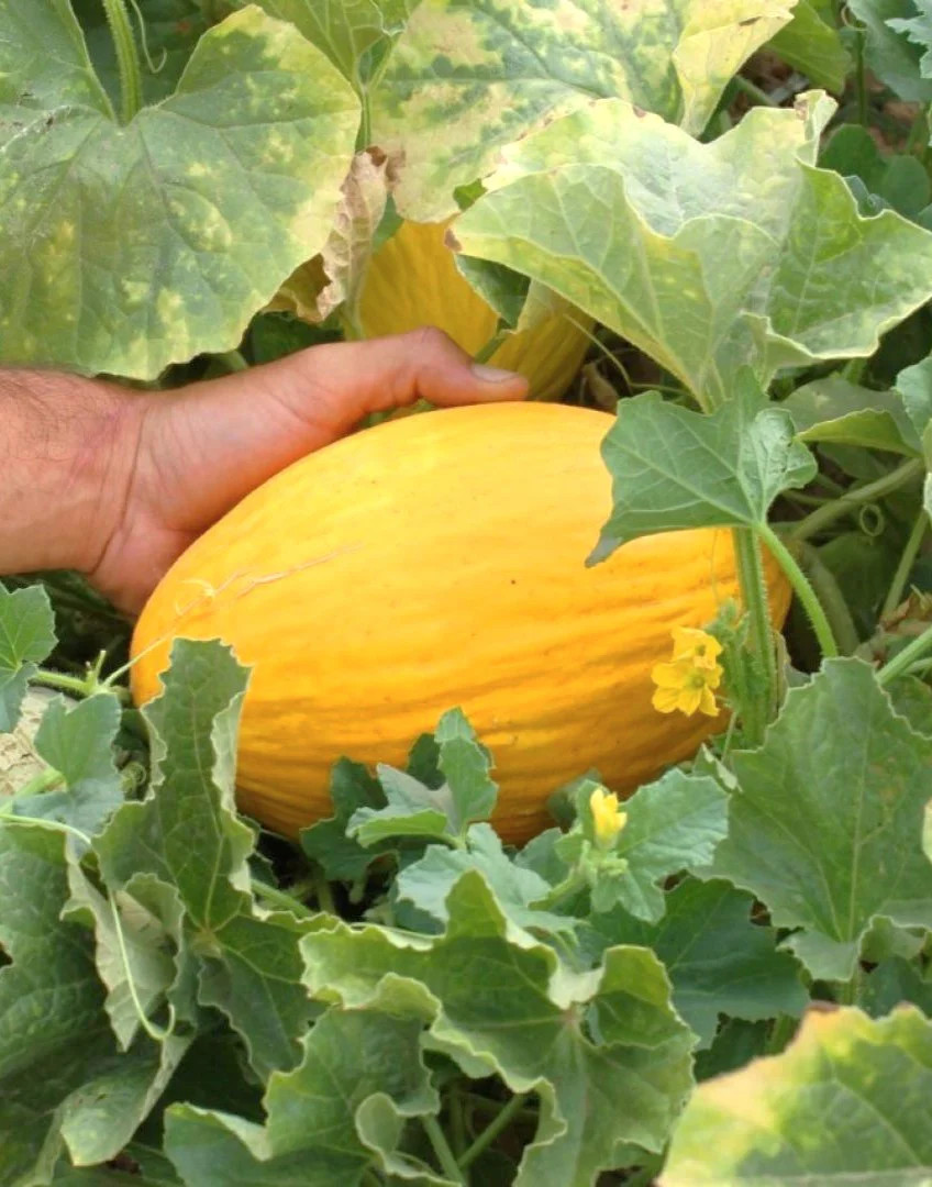 Crenshaw Melon Seeds | Sweet Orange Casaba Cantaloupe Papaya Fruit Seeds 2025