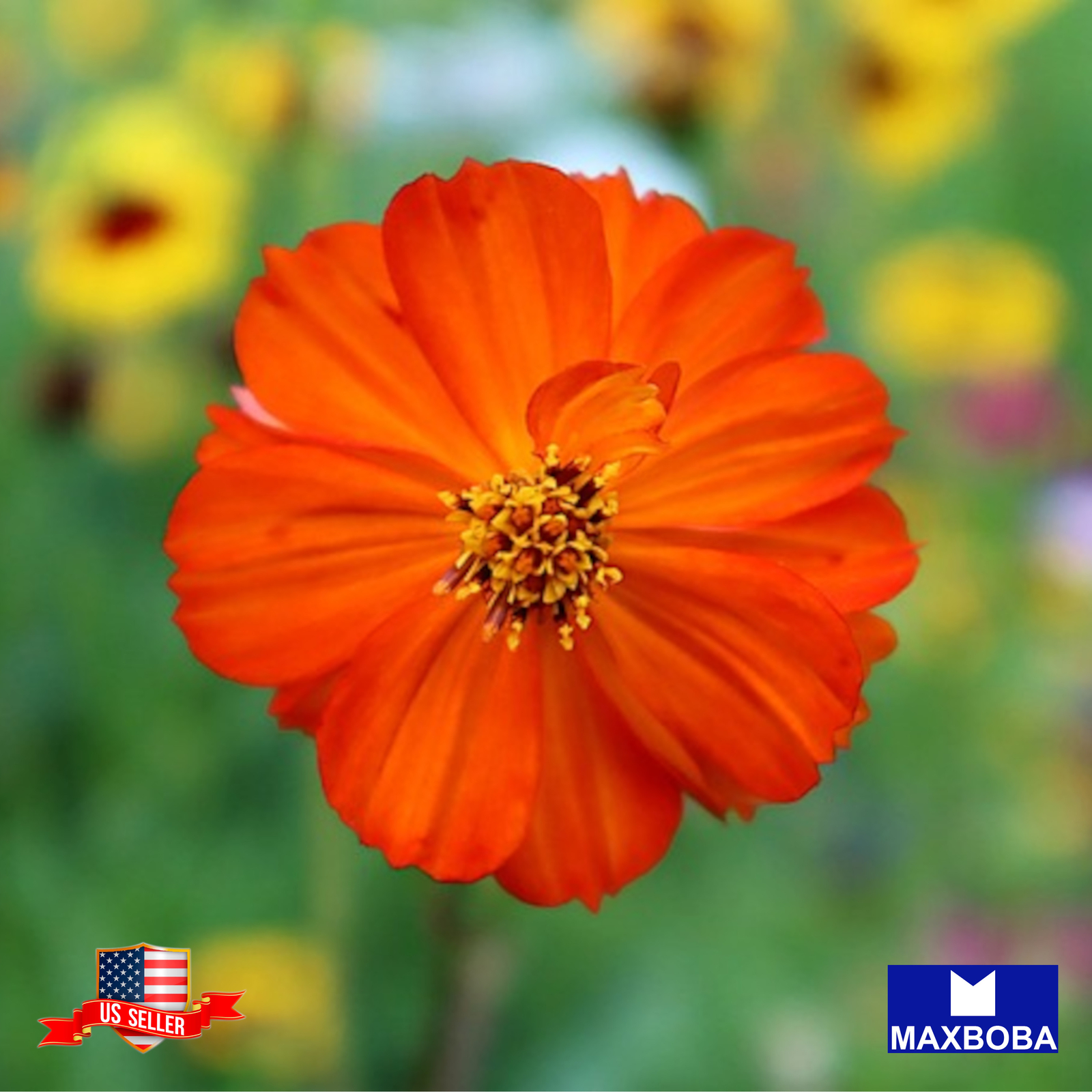 Cosmos Seeds Bright Lights Non-GMO