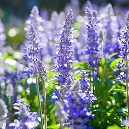 Hyssop Seeds | Blue-Purple Flowers | Heirloom / Non-GMO | Free Shipping | 1171