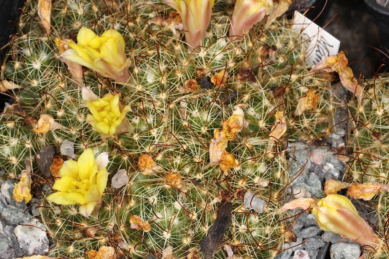 Dolichothele surculosa 25 Seeds – Mammillaria surculosa