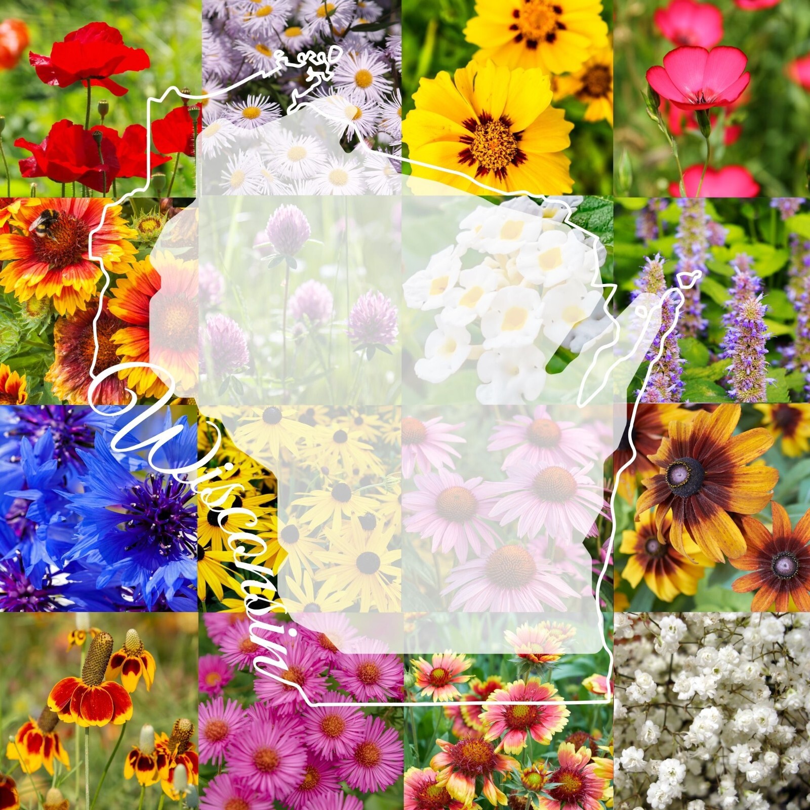 1 Pound Wisconsin Bulk Wildflower Seed Mix 1lb Covers 2,000sq-ft