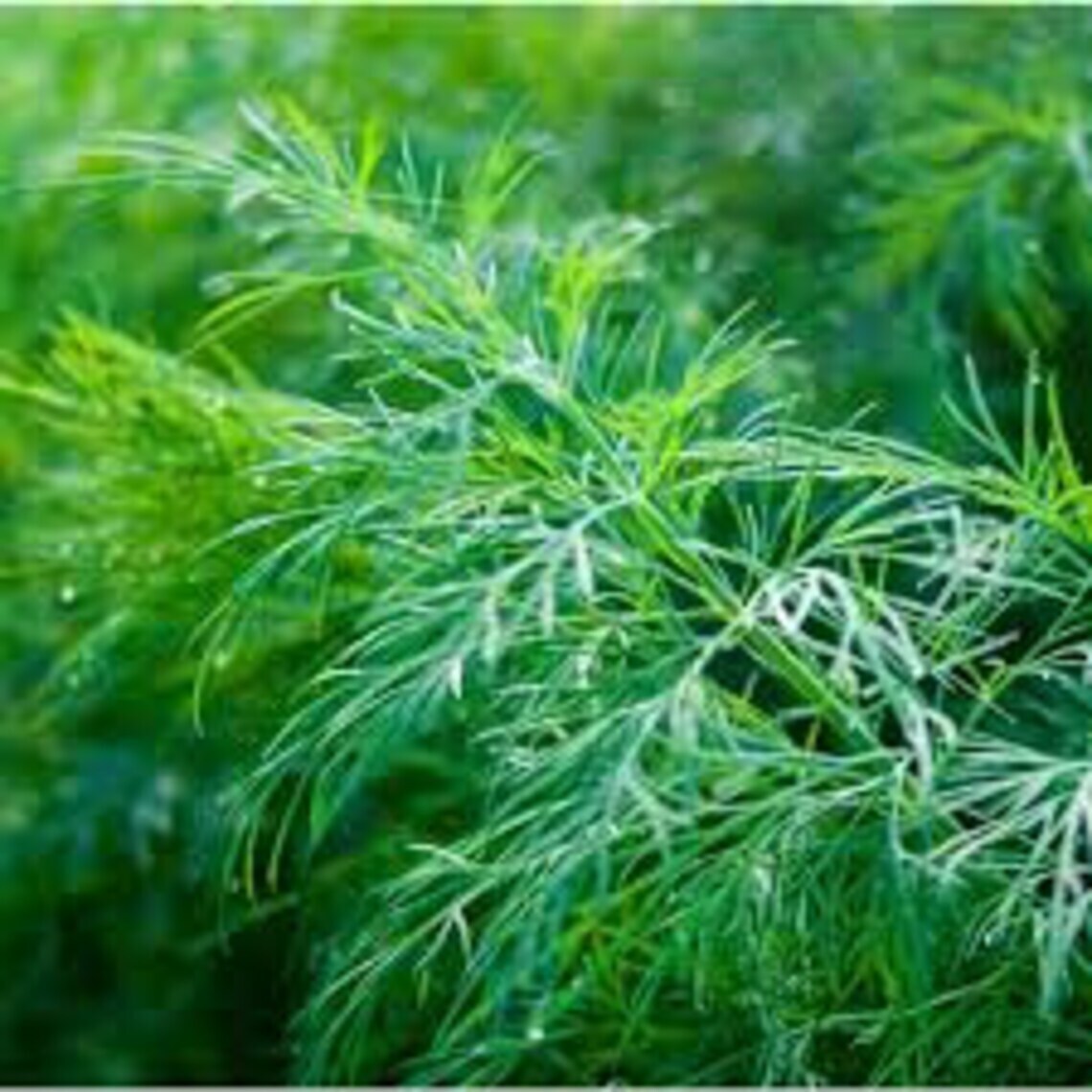 Dill Dukat Seeds 500+ Anethum Graveolens Herb Spice Culinary NON-GMO FREE S&H