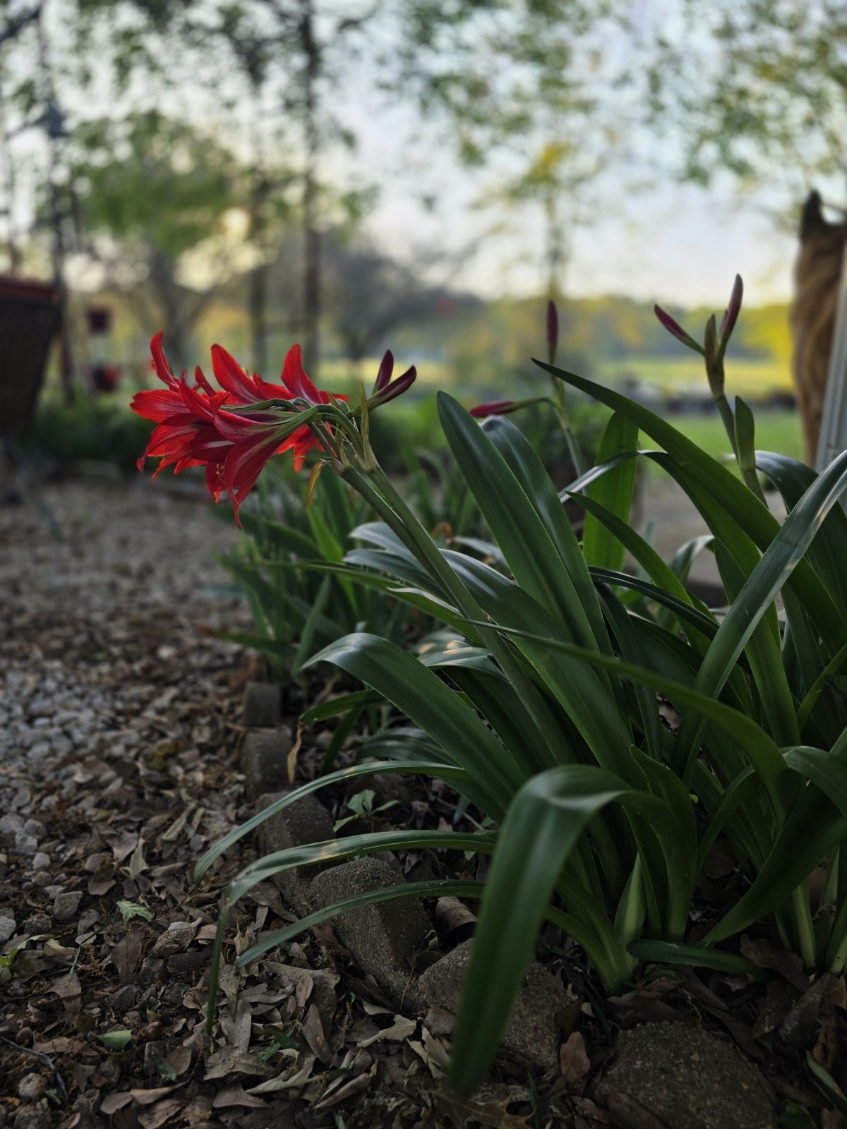 Amaryllis 3 Bulbs Red With White Stripes Outdoor Type Various Sizes