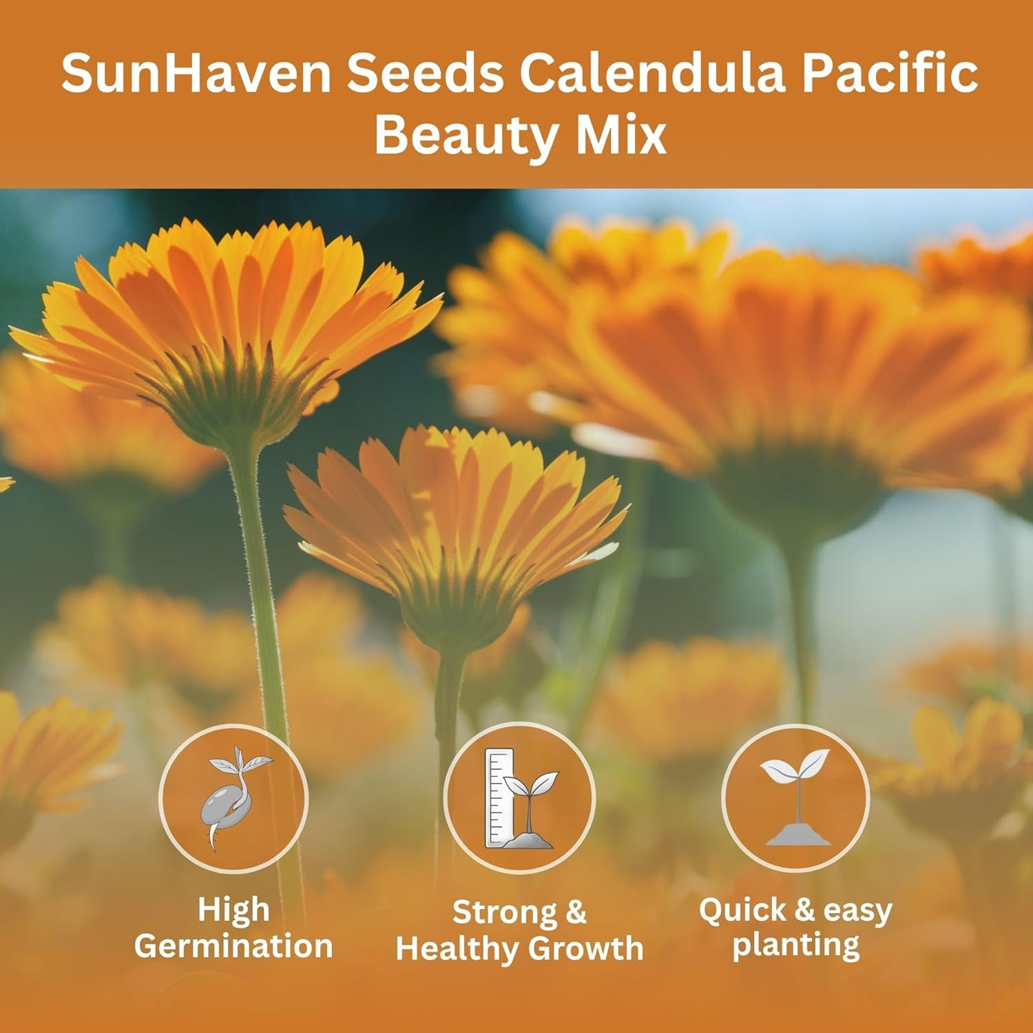 Calendula Seeds Pacific Beauty Mix – 3,000+ Seeds – 1 Oz Bulk Extra Large Reseal