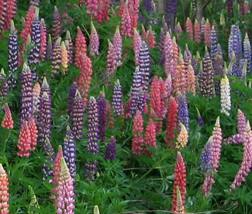 LUPINE RUSSELL Lupinus Polyphyllus Russell – 500 Bulk Seeds
