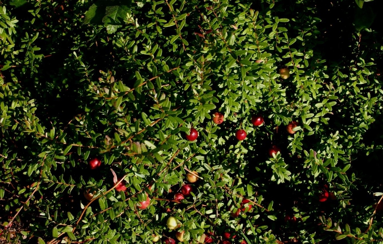 Vaccinium macrocarpon CRANBERRY Shrub Seeds