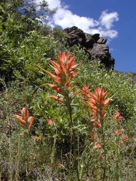 Castilleja integra | Whole-leaf Indian Paintbrush | 10 Seeds