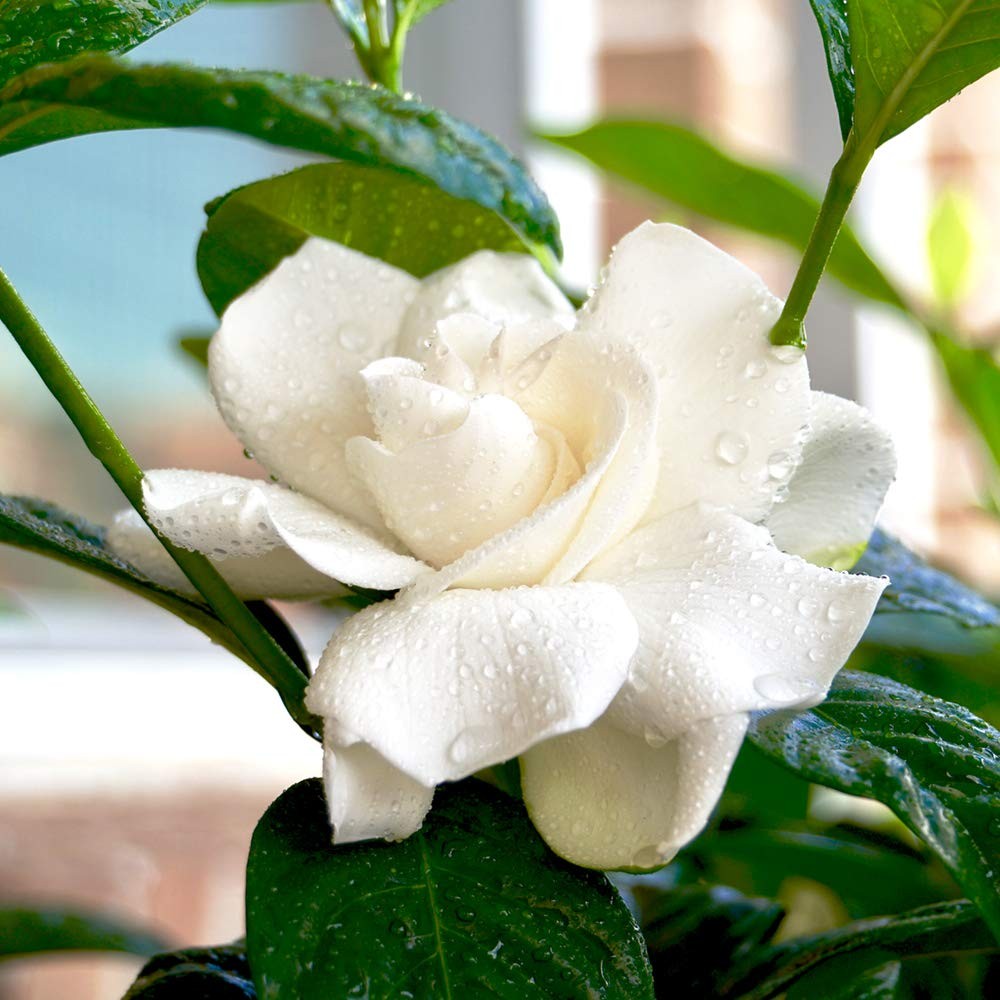 Gardenia Live Plant in 1 Gallon Pot – August Beauty for Your Garden