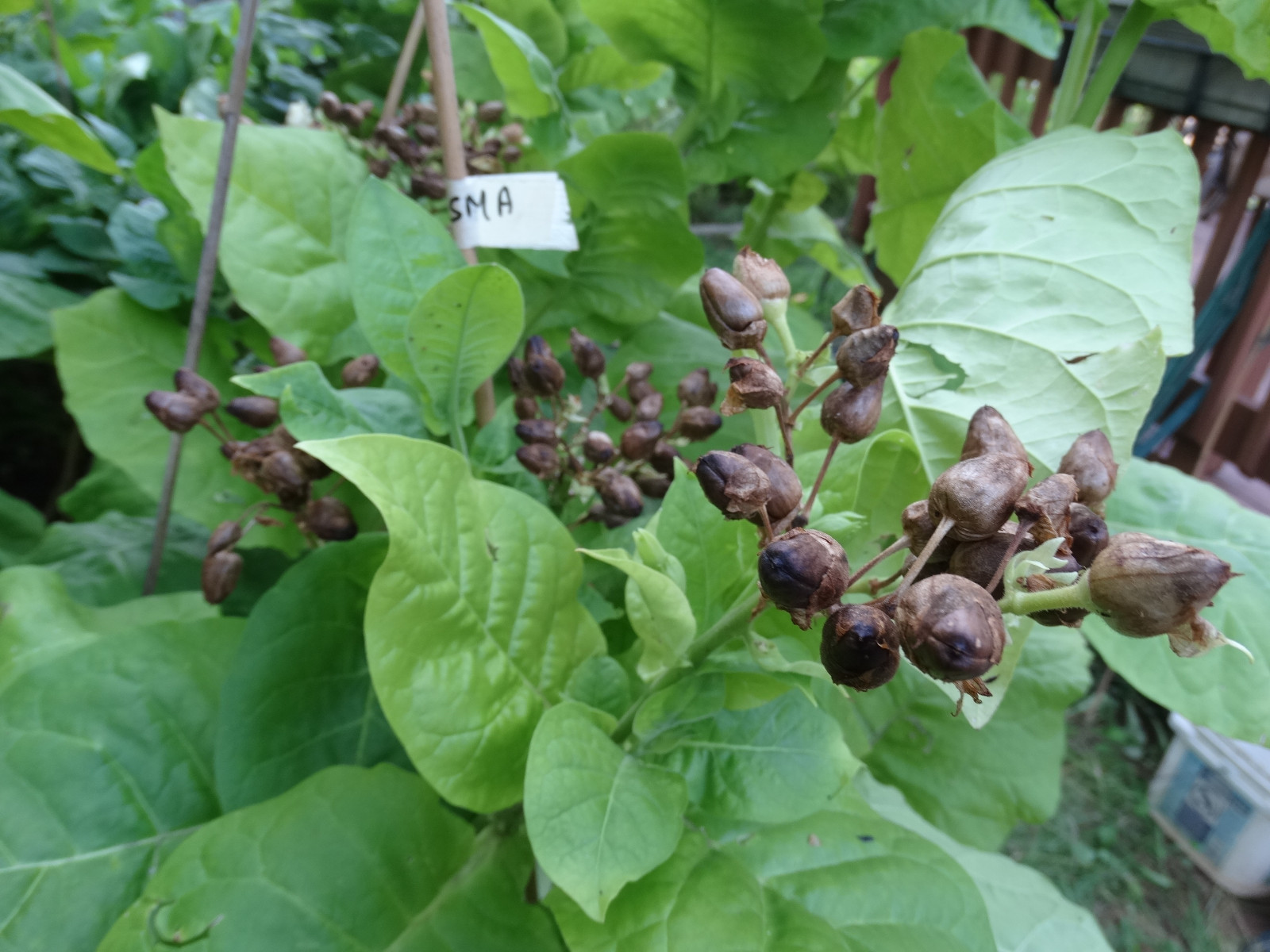 HEIRLOOM TURKISH BLACK SEA BASMA 2000+ SEEDS BEST AROMATIC ORIENTAL TOBACCO 2023