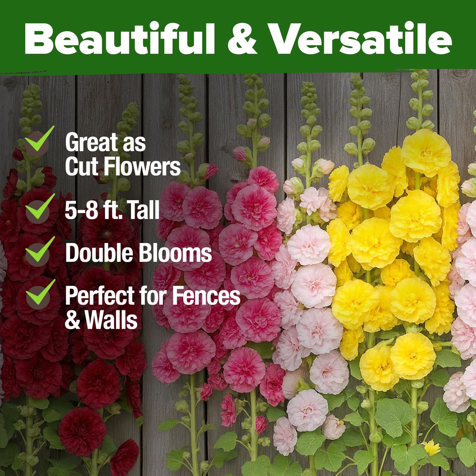 HOME GROWN Hollyhock Summer Carnival Mix Flower Seeds – Alcea 1-Pack, Multi