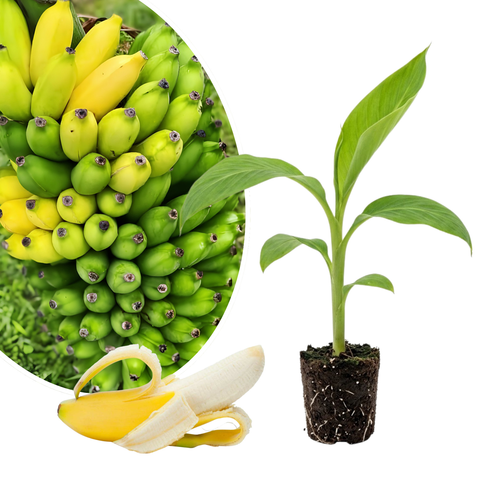 Tropicana Banana Live Plant 4-6 Inches Tall Dwarf Musa Cavendish