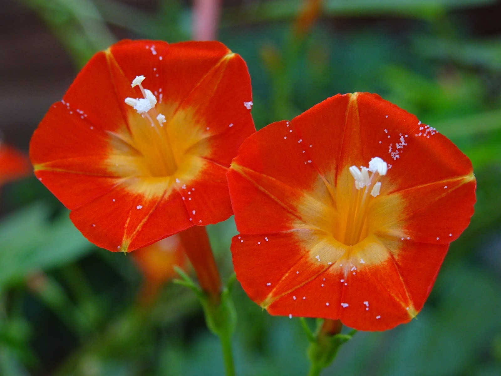 Native Morning Glory Ipomoea Coccinea ORANGE NOAH Hummingbird Vine Seeds 2023