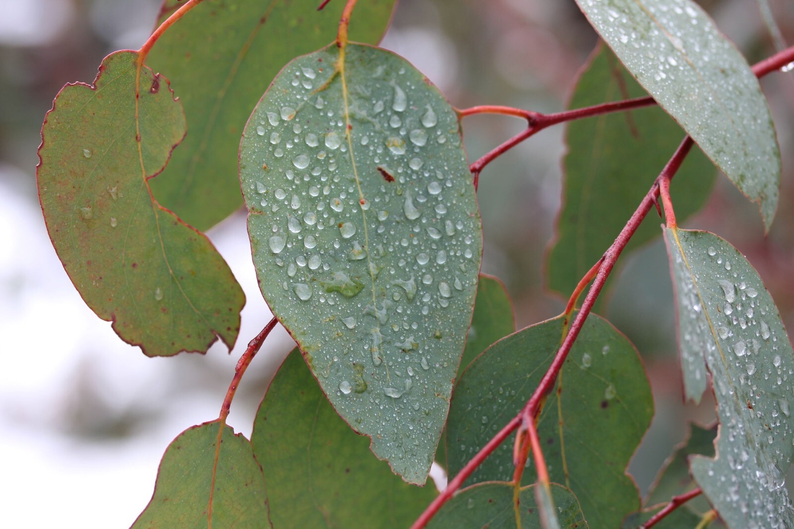 Rainbow Eucalyptus Tree 20 Seeds -Eucalyptus deglupta