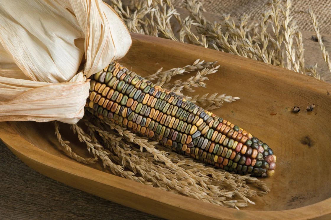 Earth Tones Ornamental Corn Seeds | Pastel Rainbow Glass Gem Popcorn Seed 2024