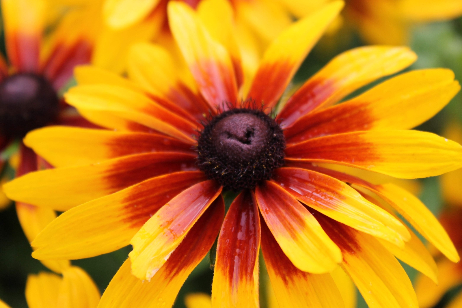 4000 GLORIOSA DAISY INDIAN SUMMER Rudbeckia Hirta Flower Seeds *Flat S/H