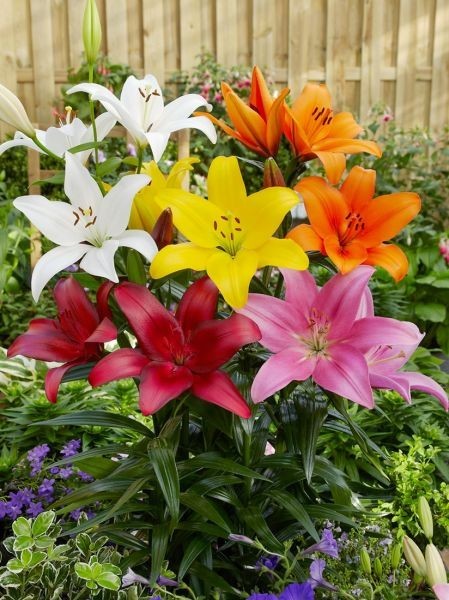 Lily Flower Bulbs 4 Asiatic Color Mix Lilies Garden Flowers Ready to Plant