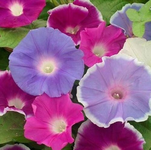 10 Morning GLORY Multi Color Flower Seeds Ascends up Trellis Fragrant Flower