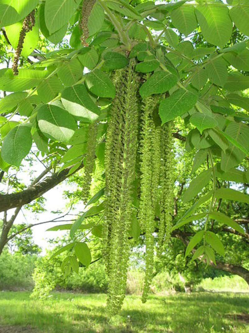 4 Heartnut Tree Seeds for Planting – Juglans ailantifolia Cordiformis