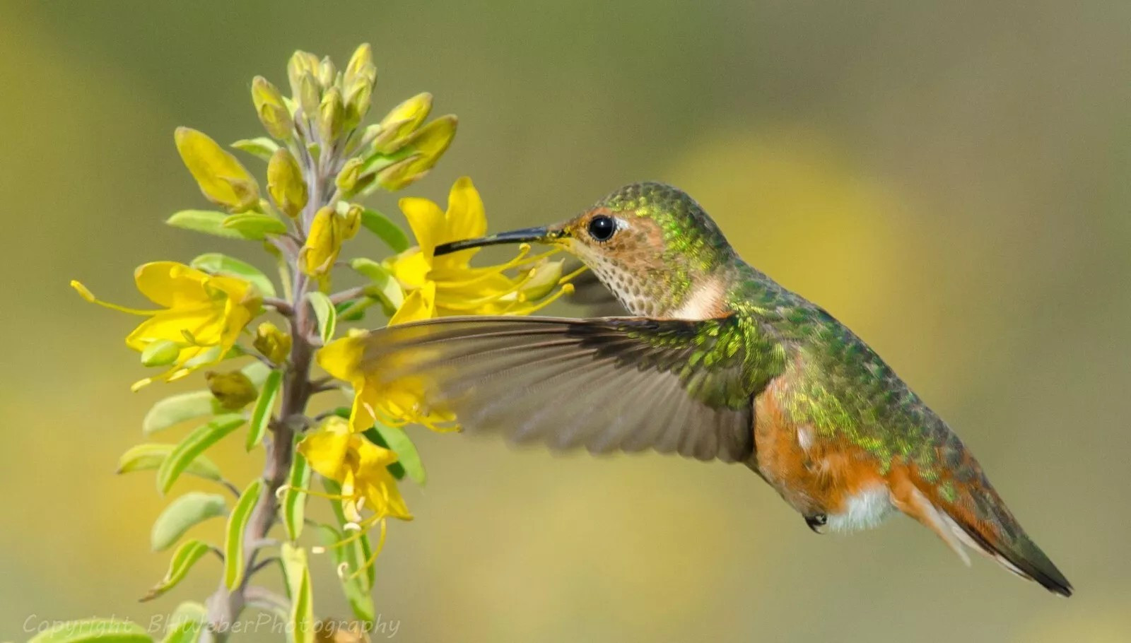 500+ Wildflower Mix HUMMINGBIRD BUTTERFLY SEEDS – Perennials Annuals Heirloom