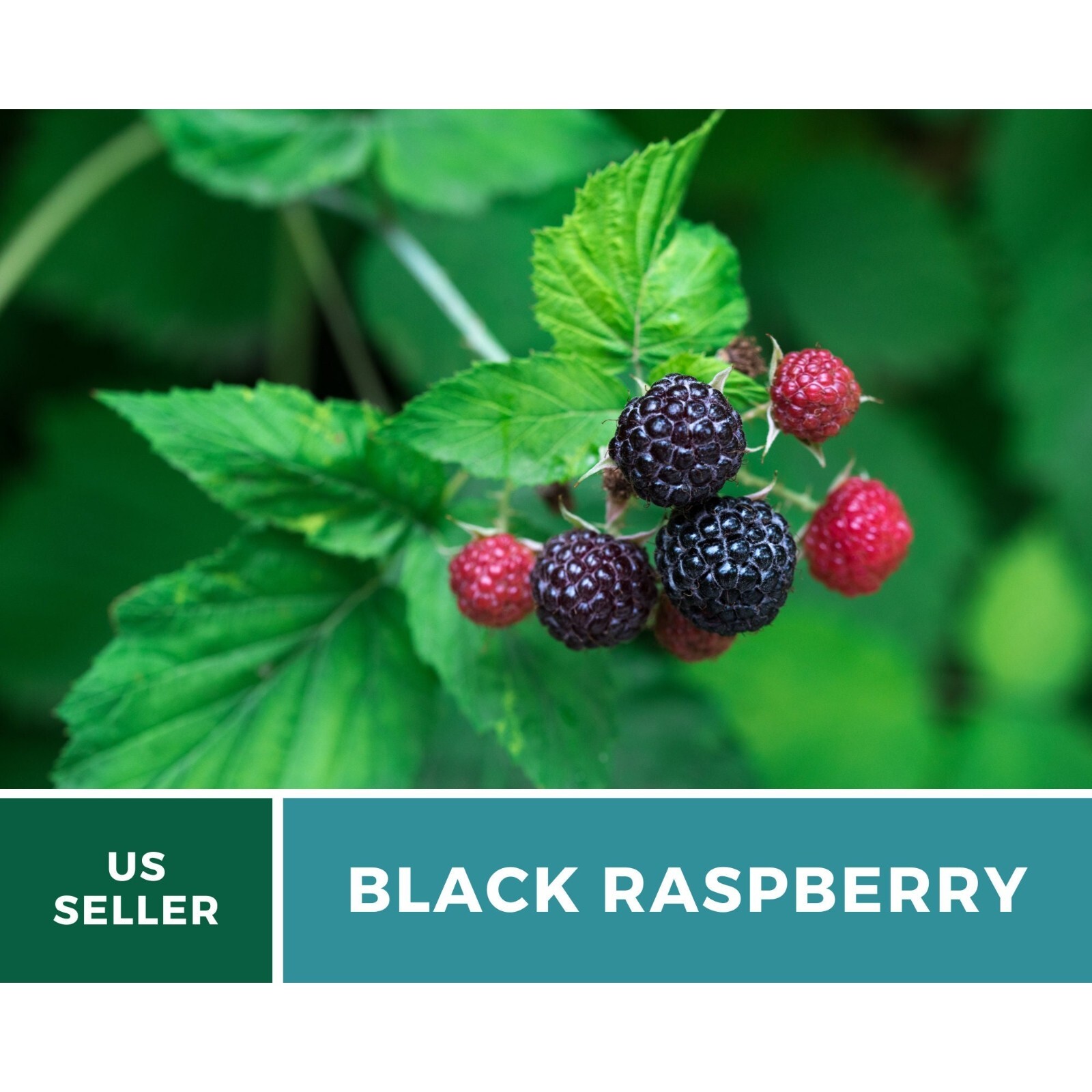 Raspberry, Black – Thimbleberry – Heirloom Seeds – Non GMO (Rubus occidentalis)
