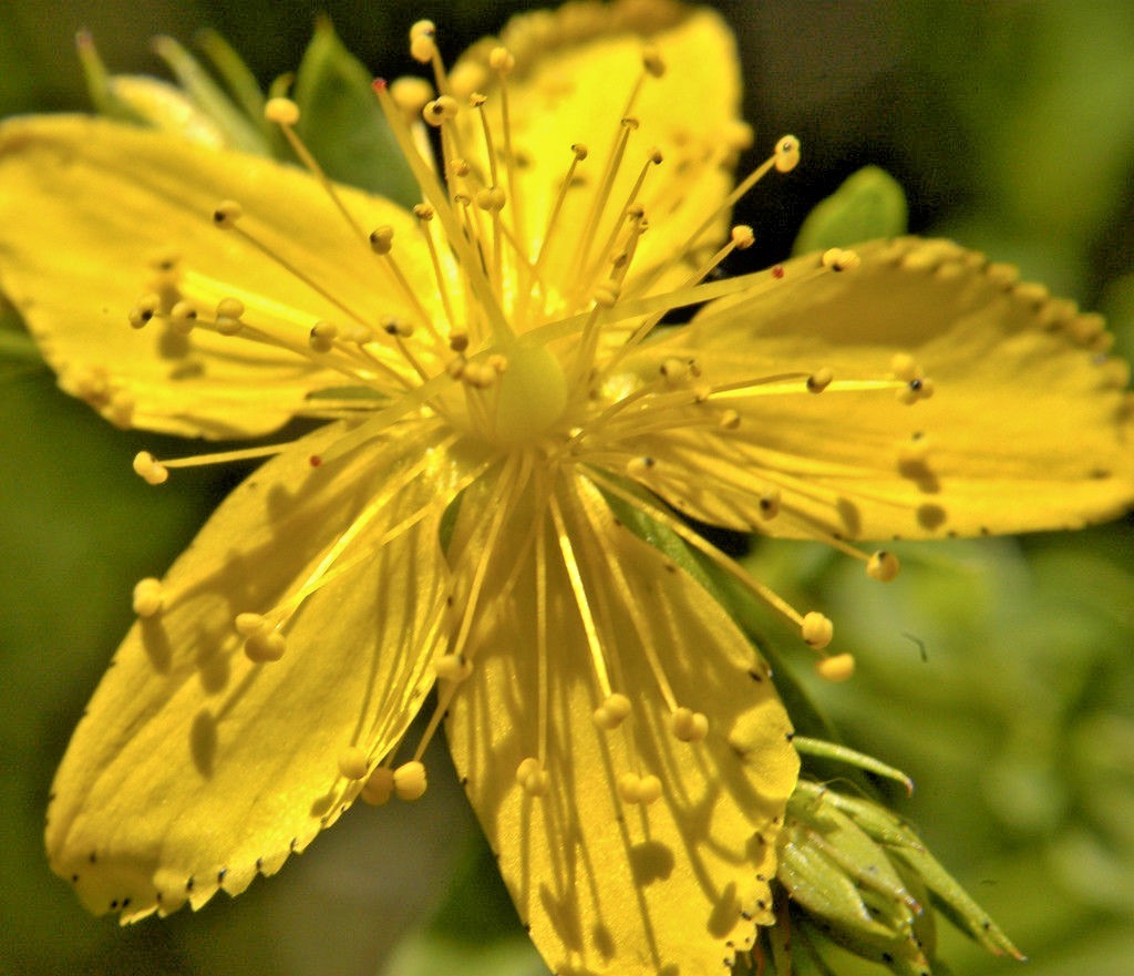 501+Great ST. JOHNS WORT Seeds Native Wildflower Shrub Perennial Herb Medicinal