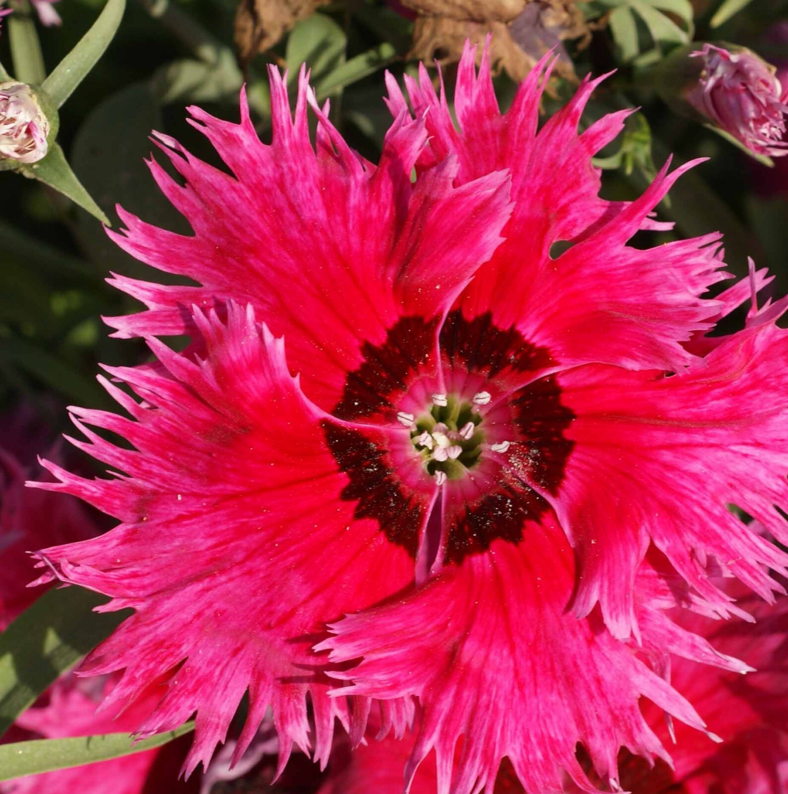 Sweet William Dianthus LARGE FLOWERED MIX Fragrant Blooms USA Non-GMO 200 Seeds!