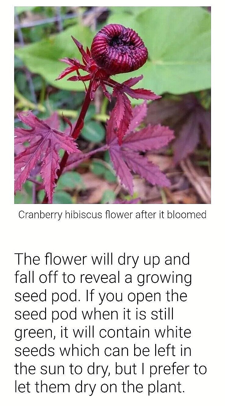 2 Cranberry Maple Leaf Hibiscus PLANTS 红枫叶芙蓉 Bare root dormant EZ Grow Hawaiian