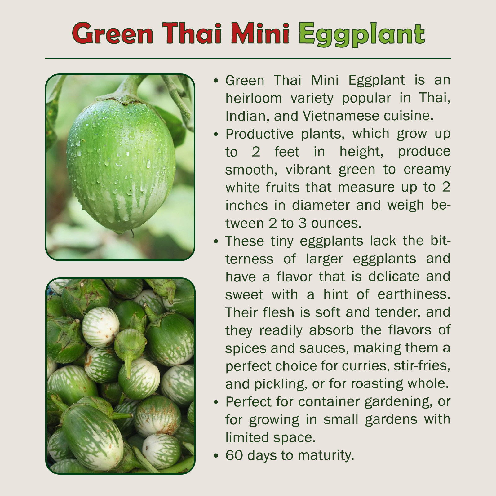 20 Green Thai Mini Eggplant Seeds, Solanum macrocarpon, Non-GMO, Genuine USA