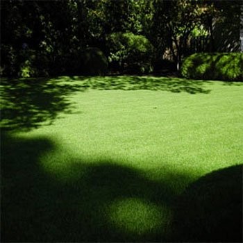 2 LBS – OptiGrowth Coated Poa Supina Grass Seed Blend – Shade Grass Seed