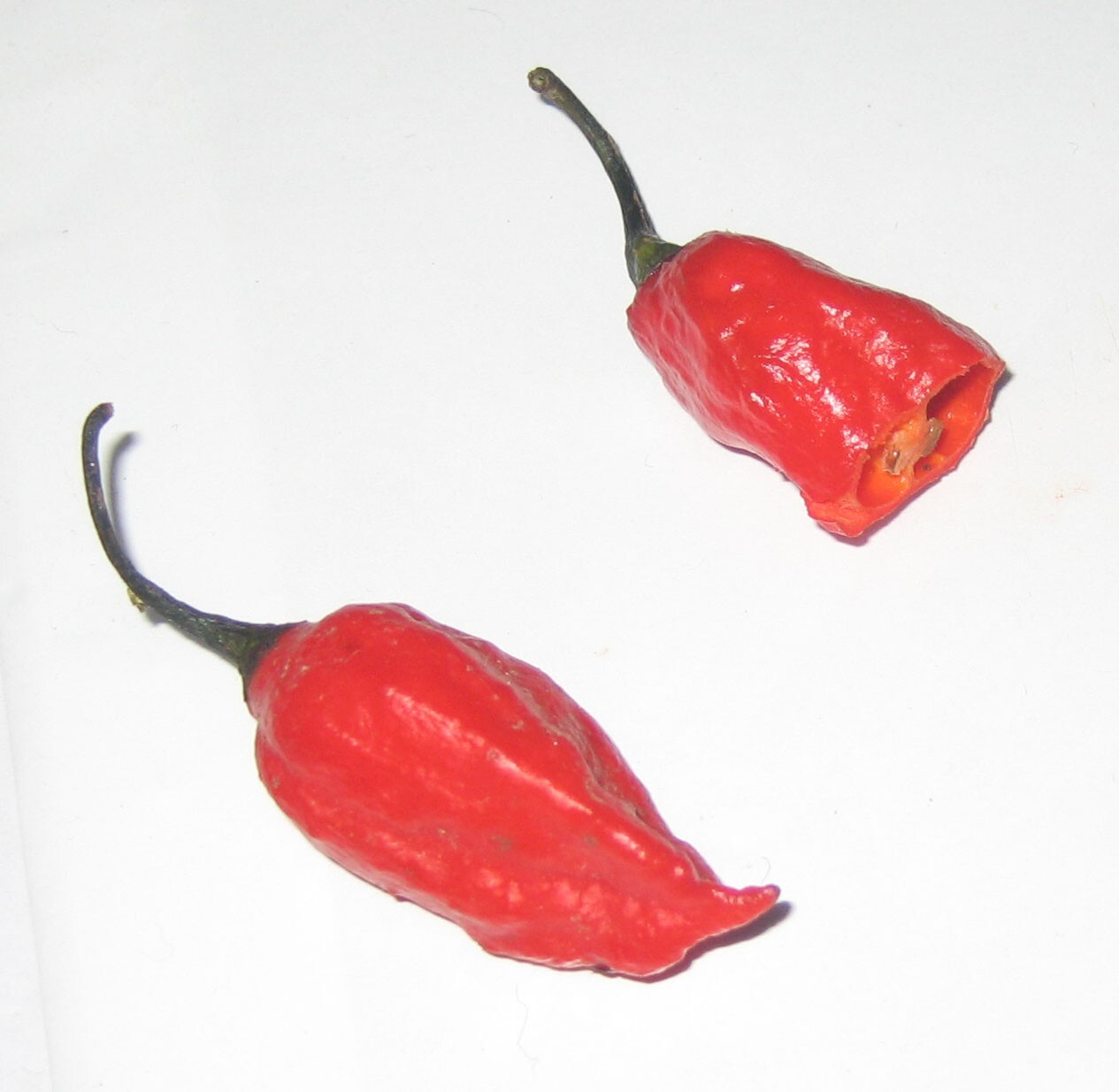 Bhut jolokia seeds – Ghost Pepper – C. chinense × C. frutescens – Extremely Hot