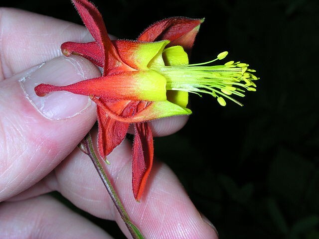 WESTERN RED COLUMBINE, 201 SEEDS, AQUILEGIA FORMOSA, SITKA COLUMBINE USA, NO GMO