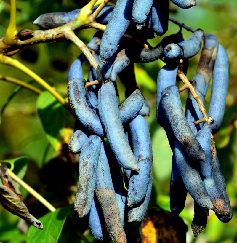BLUE SAUSAGE FRUIT TREE SEEDS Edible & Ornamental Shrub Decaisnea fargesii Hardy