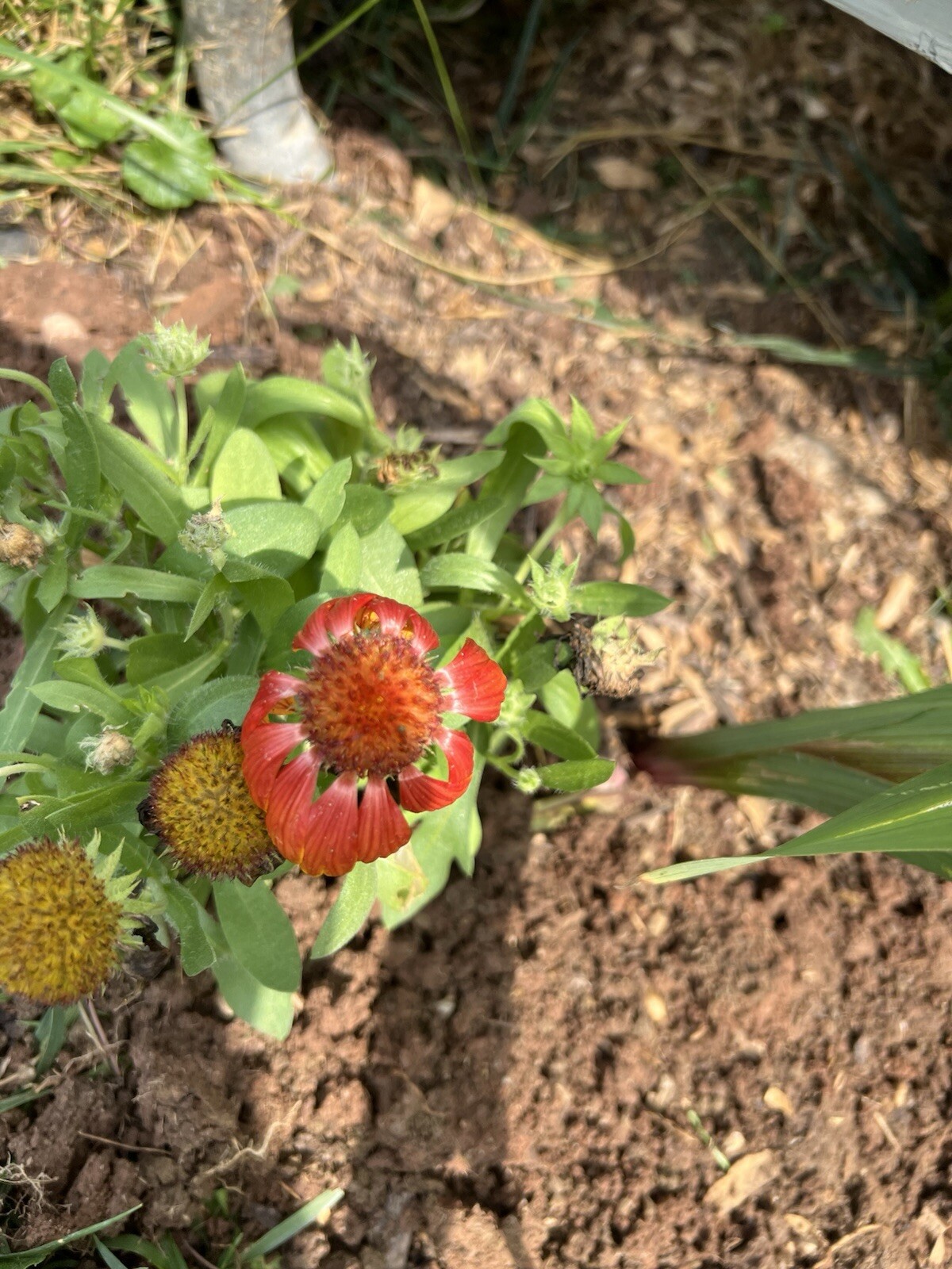 100 Count Blanket Flower Seeds – NON-GMO – Free Shipping