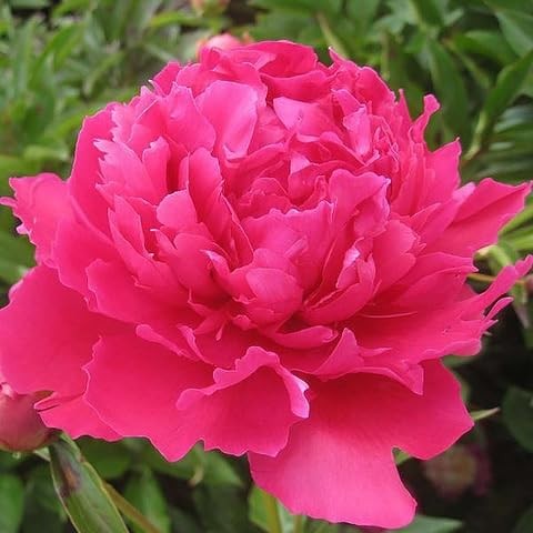 Kansas Peony – Early Double Red | 1 Gallon Peony Plant | Live Peonies Bulbs f…