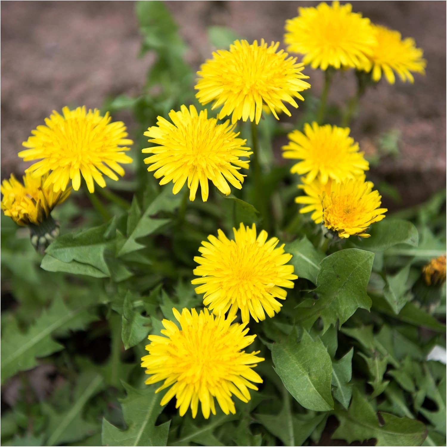 Common Dandelion Herb 30,000+ Seeds for Planting Non-GMO Heirloom & Untreated